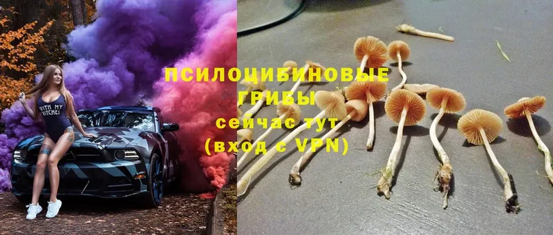 Псилоцибиновые грибы Cubensis  хочу   Заволжск 